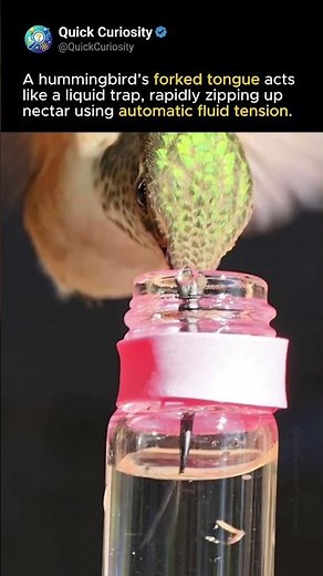 The Fork Tongue Of A Hummingbird 👅