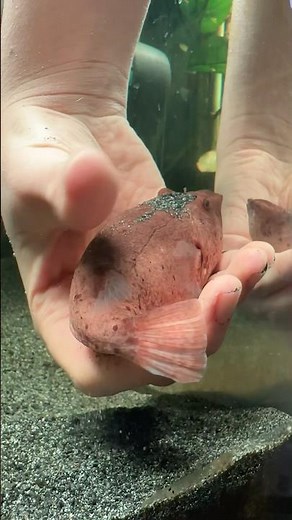 Cuddle with potato puffer fish