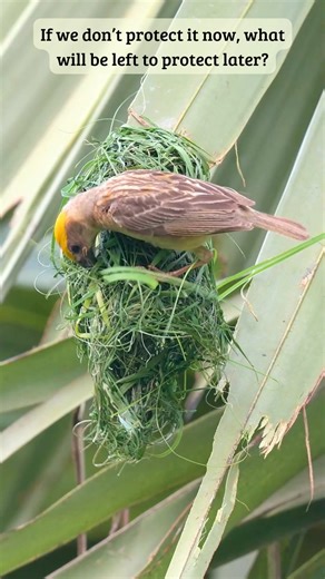 4.2M views · 59K reactions | Bird ❌ Nature’s Craftsman ✔️ #weavers #birdnest #nature Not just survival, but artistry. The weaver bird transforms raw materials into woven wonders, proving every detail matters. ✨ #BayaWeaver #NestBuilding #NatureBuilders #BirdArchitect #WildlifeWonders #birdnest | Go Green Forlife | Facebook