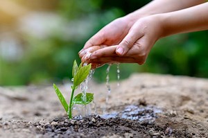 Eternal Life Through Bio Urns: Grow Into a Tree After Death | LoveToKnow
