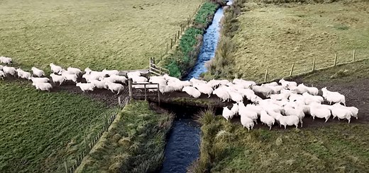 5 Reasons Why Sheep Follow Each Other – Family Farm Livestock