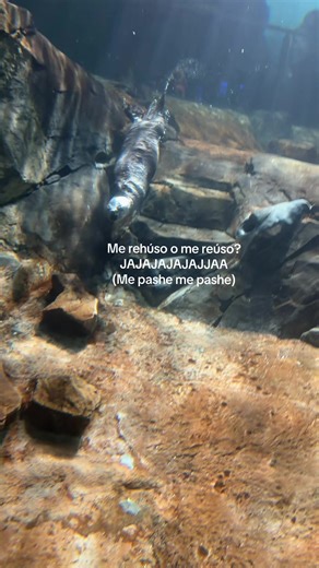 Understanding 'Me rehúso' vs. 'Me reúso'