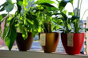 Vaso autoirrigável: entenda melhor como funciona e quais plantas usar