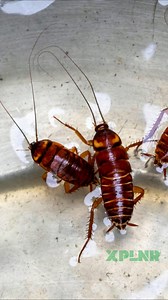 Why are cockroaches invincible?