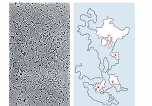 DNA Structure and Replication