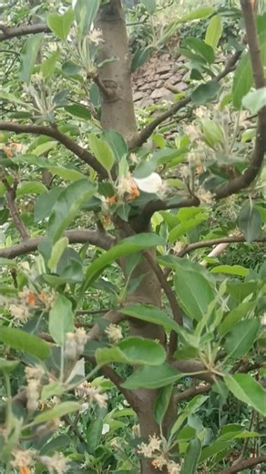 Apple Fruit Set on MM111 Rootstock 🍎