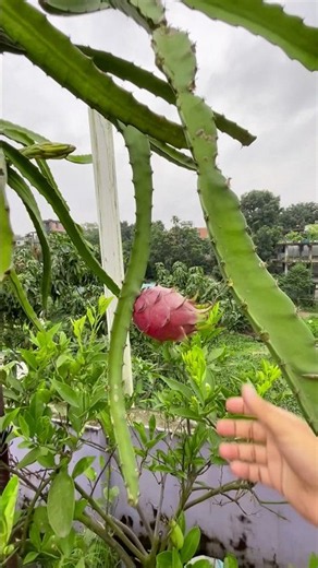 Harvesting dragon fruits from my garden.