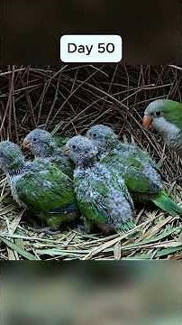 Quaker Parrot Life Cycle 🦜 | 90 Days From 5 Eggs to Young Survivors