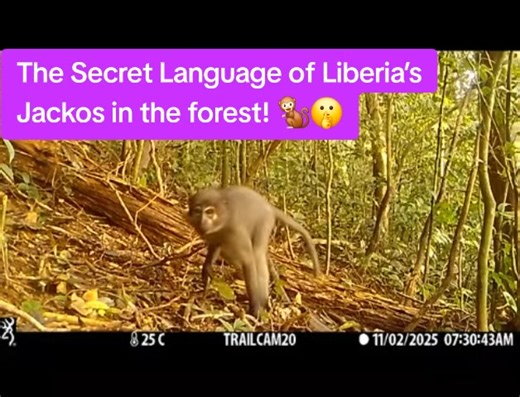 🐒 A DAY IN THE LIFE OF A LIBERIAN