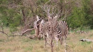 13K views · 224 reactions | Zebra stallions sorting out their dispute the zebra way #wild #epic #leo #lions #wildlife #nature #animals #amazing #viral #trend | African Bush Kingdom | Facebook