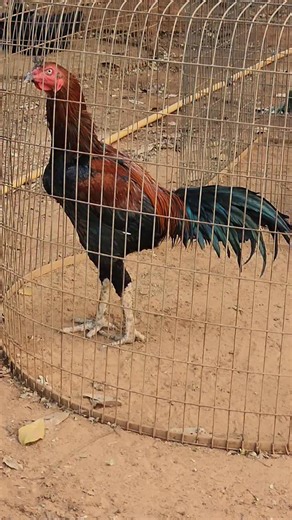 Peru Suresh Varma on Instagram: "2027 stages 💪🔥❤️‍🔥💪 #trendingreels #viralreels #kodipandhaluuu🐓 #PeruvianRooster #gamefowl"