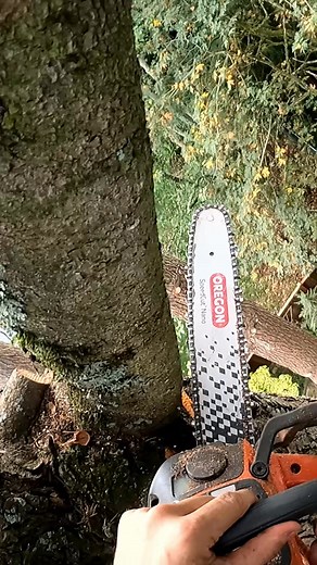 9.8K views · 145 reactions | Logging HUGE FIRS With Friends 望 #lumberjack #treechopping #chainsaw #asmr | Guilty of treeson | Facebook