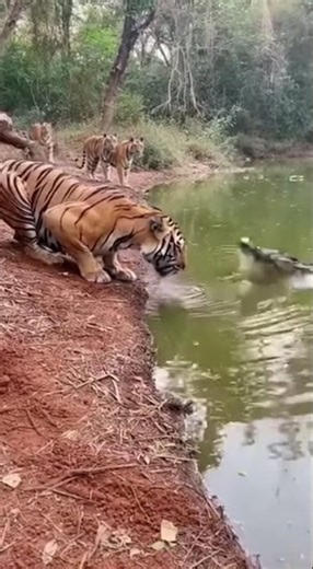 Crocodile attack on tiger#trending #animals #funny #tiger
