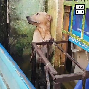 Mexican rescue workers saved a stranded Labrador from the flood waters brought on by Hurricane Eta on November 13. They found the dog while looking for people who had been stranded by the storm. The hurricane devastated communities in South and Central America, leaving thousands in Mexico without homes. Indigenous communities in Honduras, Nicaragua, and Guatemala were hit particularly hard. More than 200 people have reportedly died. The region is now preparing for Hurricane Iota, a possible Cate