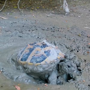61K views · 629 reactions | Man rescues turtle that was stuck in mud!  | Viral Stories | Facebook