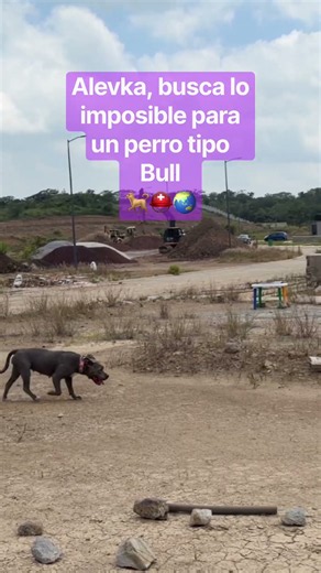 Alevka buscará lo imposible para un perro tipo Bull: acreditar las pruebas internacionales IRO