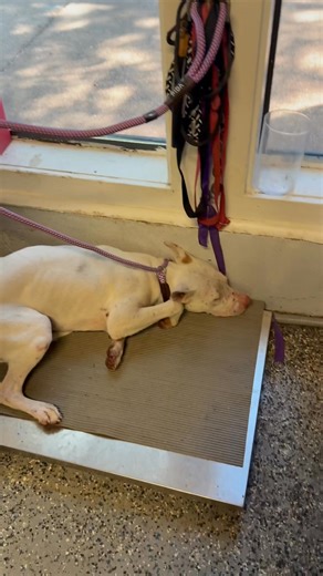 142K views · 6.2K reactions | This is Aspen getting weighed during...