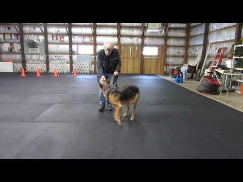 Allan Ross Dog Training