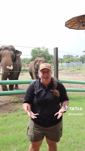 Introducing Elephants: Tulsa Zoo's Gradual Process