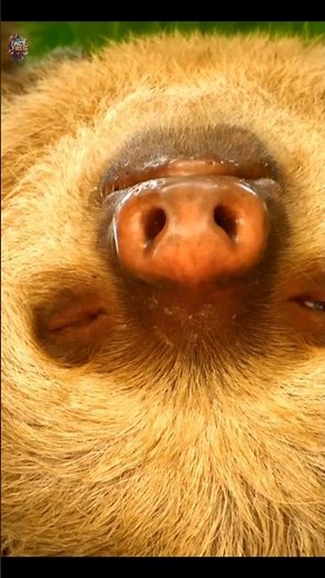 THE INCREDIBLE ABILITY OF SLOTHS #facts