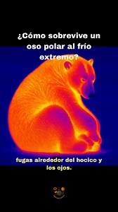 36K views · 654 reactions | ‍❄️❄️El oso polar habita en uno de los...