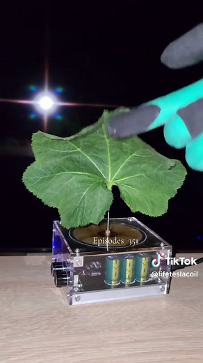 Understanding Broken Physics in Plants