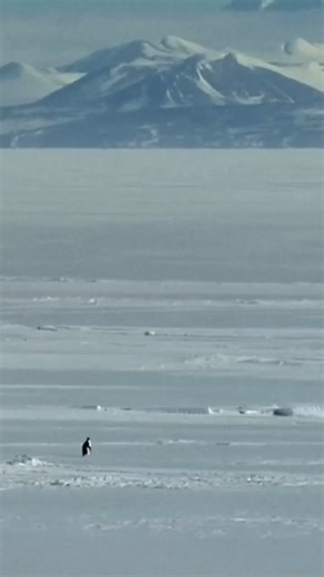 FINDING MOVIES on Instagram: "Encounters at the End of the World (2007) is a documentary directed by Werner Herzog that journeys to Antarctica, not as a conventional nature film, but as a philosophical exploration of human curiosity at the planet’s edge. Set around the U.S. research base at McMurdo Station, the film introduces a community of scientists, workers, and wanderers whose lives are shaped by isolation, extreme conditions, and a shared fascination with the unknown. Rather than focusing