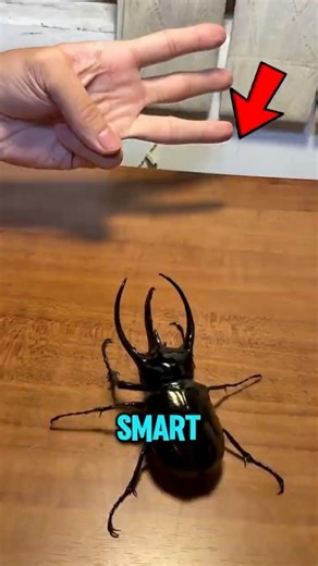 Top 3 Insects That Act Like Aliens 😱