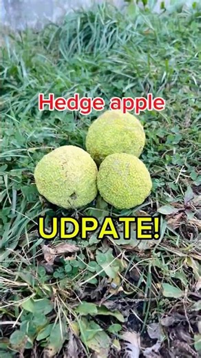 Did the hedge apples work? #organic #natural #repellent #goat #farming