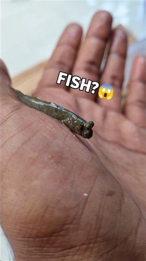 Mudskipper are no more.😭