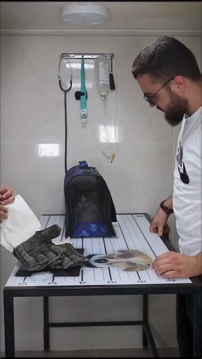 How to deal with angry cat and ferocious cat 🐱 🌱 part 102::( #cats #catsofinstagram #cat #of #catstagram #instagram #catlover #catlife #catlovers #instacat #kitten #pets #meow #kittens #catoftheday #kitty #love #cute #pet #animals #dogs #gatos #world #gato #petsofinstagram #kittensofinstagram #cutecats #catlove #adoptdontshop #catsagram | Vet Rami Awwad