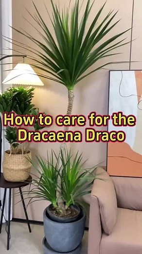 How to care for the Dracaena Draco #garden #gardening #plants #planting #homegarden #gardeningtips #gardening101 #houseplants #indoorplants #indoorgarden #dracaena | Indoor Planting Tips and Garden