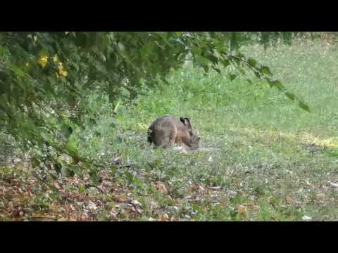 A Curious Moment | A Wild Hare at Play 🌿