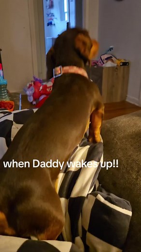 I love when daddy wakes up!!!! #daddysgirl #iloveyou #dachshundsoftiktok #excited