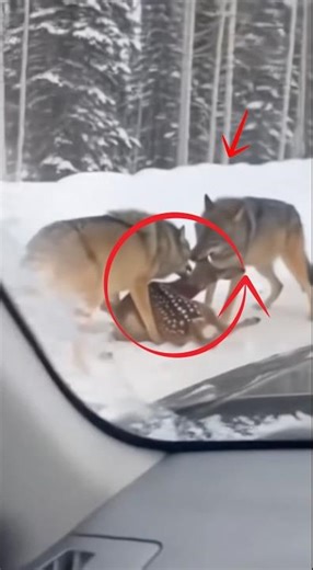 Heartbreaking Rescue: Saving a Baby Gazelle from Wolves! 🐺💔#rescue