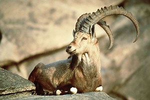 Pyrenean ibex - Alchetron, The Free Social Encyclopedia