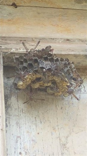 Most dangerous wasps in Africa