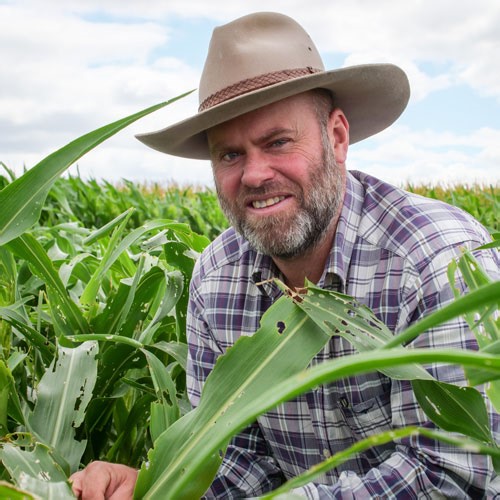 Giving farmers certainty to tackle a crop-eating pest