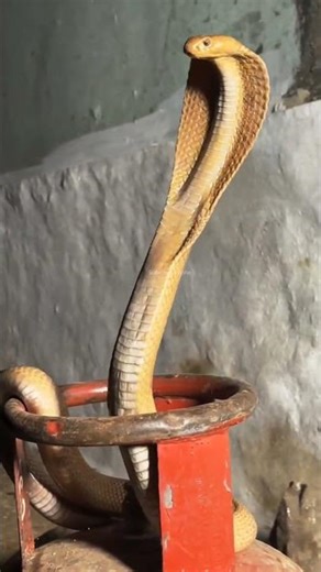 Dangerous Moment: Cobra Snake Attack #naturelovers #animals #snakevideo #wildanimals
