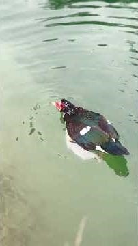 Duck mating || Duck mating in River || Nature || Season ||