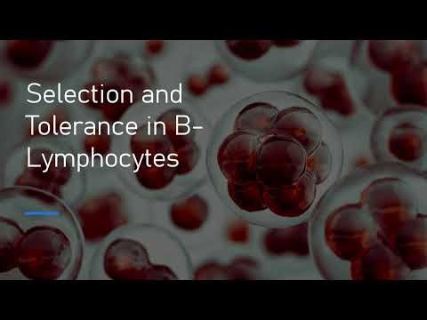 Humoral Immunity Explained | B-Lymphocyte Production, Selection, Tolerance & Antigens