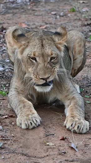 #safari#sama#lions#africa#theartofdeepseafishing#tourism#satourism#Go_limpopo