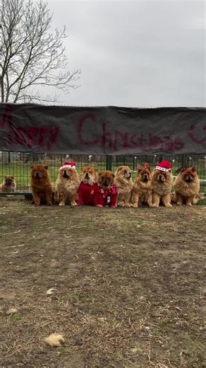 #chowchow #chowchowlovers #chowchowpuppy #dogsoftiktok #pet @CHOW CHOW PUPPIES FOR ADOPTION @meadow 🧸 @Dexter & The Moonrocks