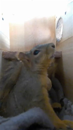 Squirrel Boxes on Instagram: "Emma carries a quiet strength that is easy to miss if you are not paying attention. She moves through her world with intention, building, guarding, resting, and trusting in the spaces that keep her safe. In her small routines there is patience, resilience, and a calm understanding of what matters. Watching Emma is a reminder that life does not need to be loud to be meaningful. Sometimes the truest lessons are found in stillness, warmth, and the simple act of staying