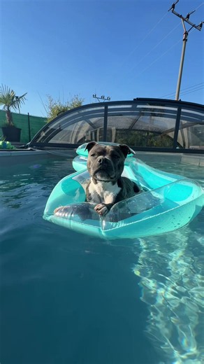 Enjoying Summer with Dogs at the Pool