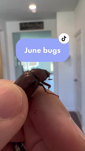 Is your porch covered in June bugs? What are they doing? #junebug #maybeetle #julybeetle #phyllophaga #grub #spring #beetle #insect #entomology #learnontiktok #fyp