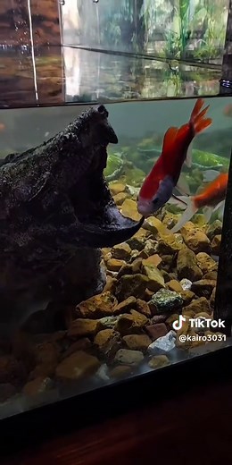 Snapping Turtle Bite Catches Fish: Scary Turtle Encounter
