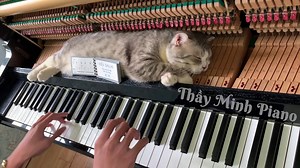 Piano Boogie Woogie Cat Massage - 1Funny.com