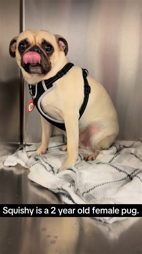 285K views · 8.5K reactions | Squishy is a 2 year old female pug....