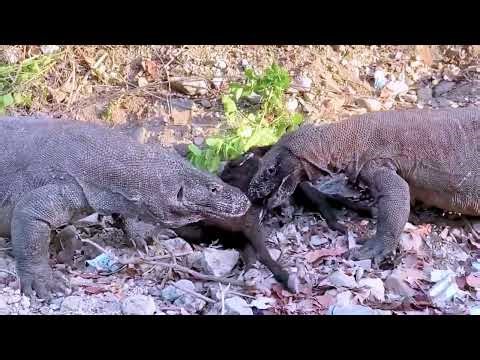 Komodo Dragon Claims Silent Prey